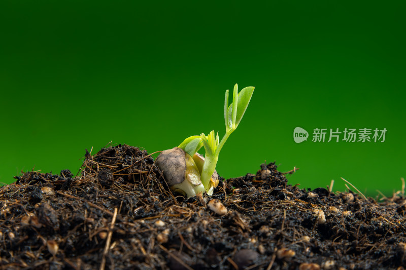 种子发芽幼苗