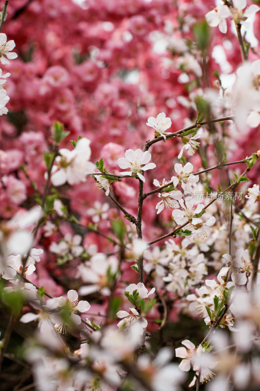 北京奥森樱花桃花