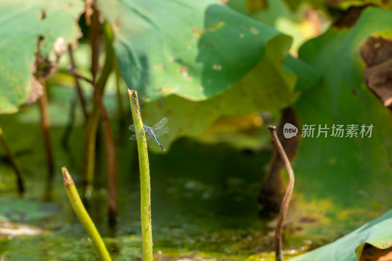 夏天池塘的荷花上的蜻蜓