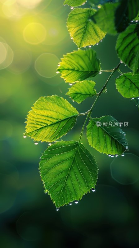 雨后阳光植物绿叶逆光树叶自然背景