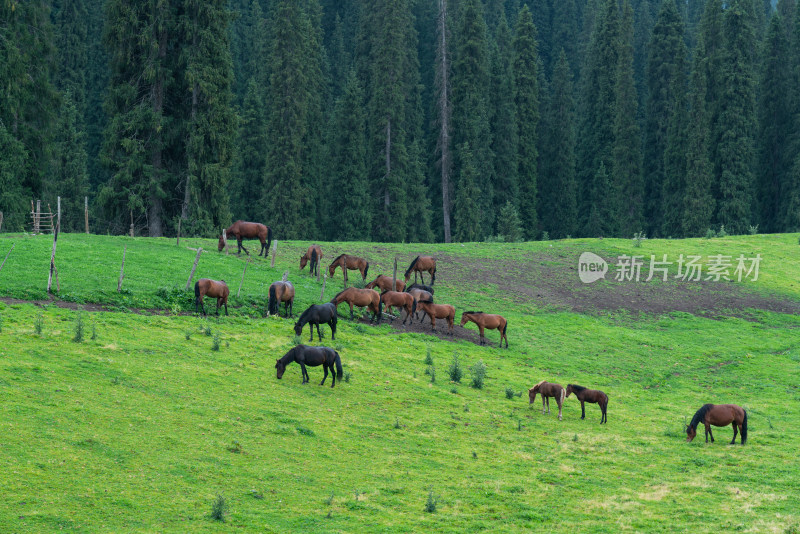 新疆伊犁恰西森林公园的马群