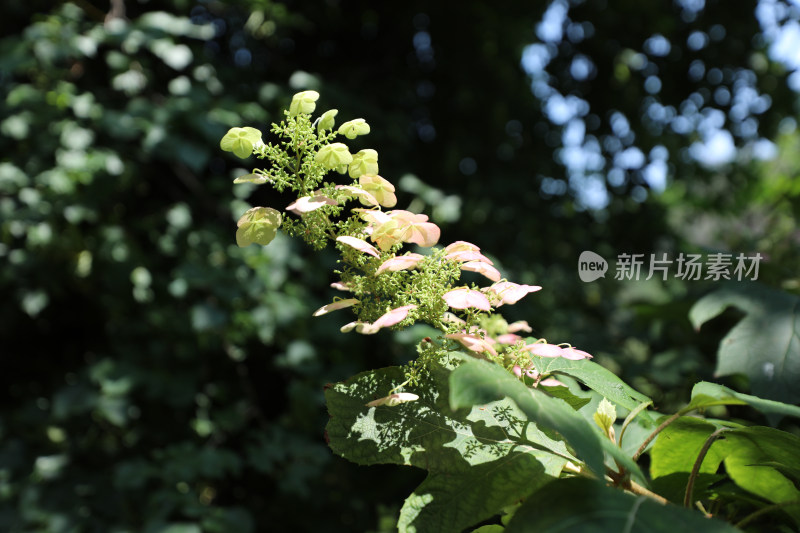 澳大利亚栎叶绣球花