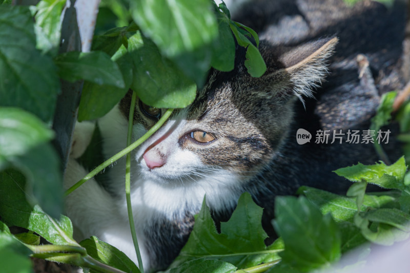 小猫咪、狸花猫、宠物猫