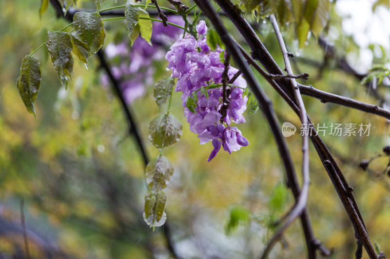 春天唯美紫藤花盛开