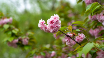 春季樱花素材