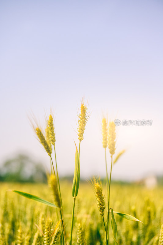 阳光下的小麦麦穗特写