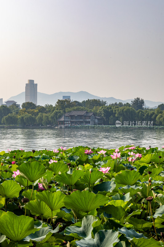 山东济南大明湖风景区夏日荷花景点景观