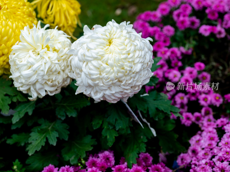 户外秋日菊花特写