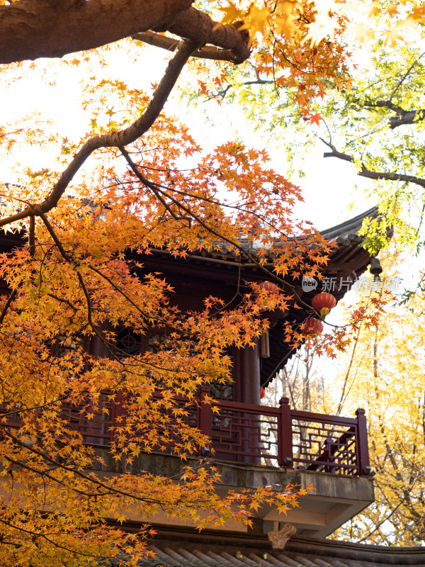 江南中式古建筑和秋天多彩的枫叶自然风景