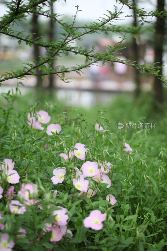 盛开的花朵