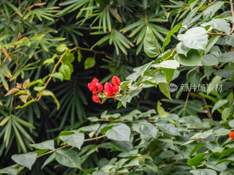 公园里粉红色开花植物的特写镜头