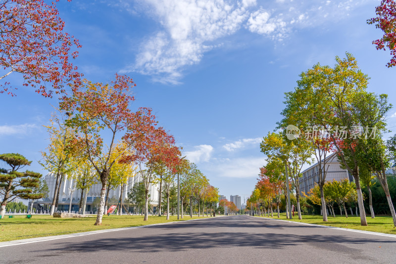 城市公园道路自然天空秋天树木红叶运动健身