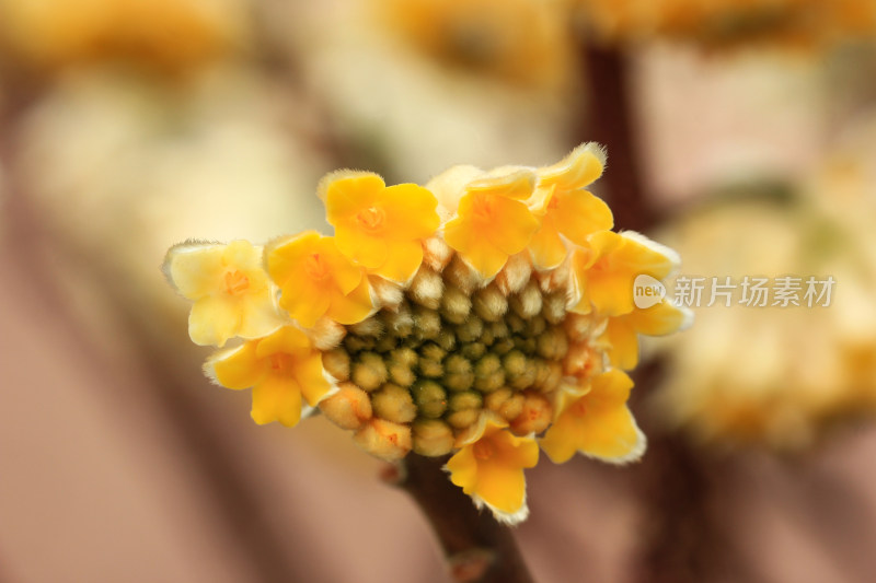 立春时节金黄的结香花盛开