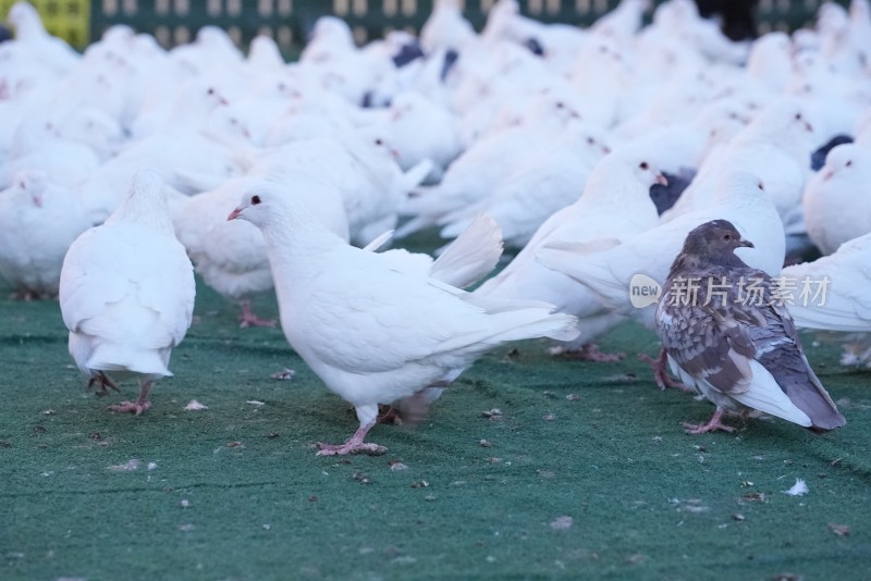 哈尔滨地标圣索菲亚教堂广场上的鸽子