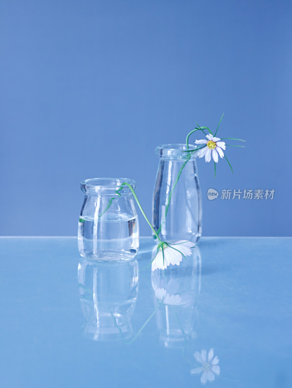 蓝色背景上，花瓶中的夏天鲜花格桑花