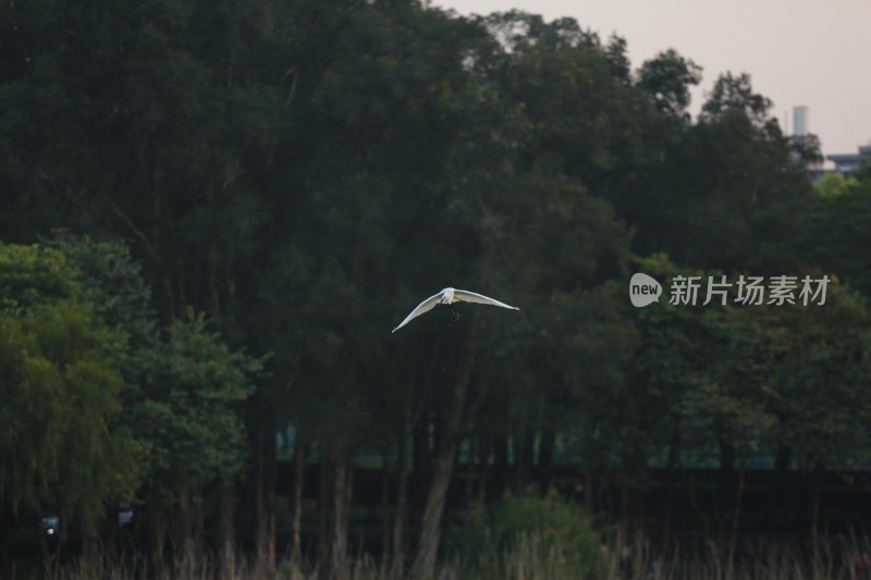 湖畔飞鸟掠水画面