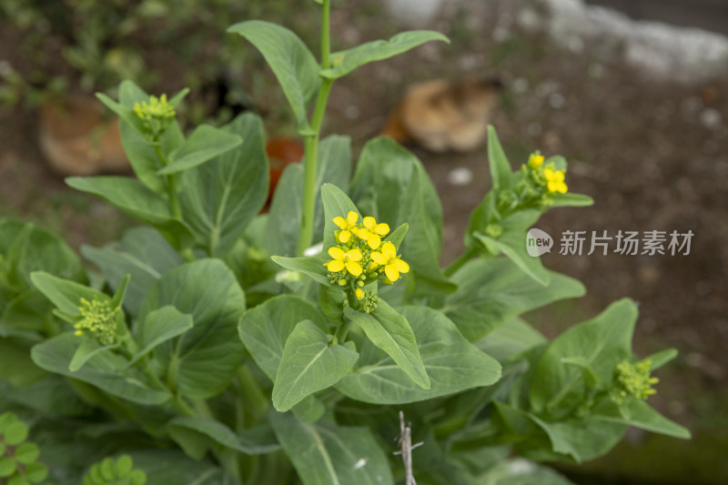 油菜花开