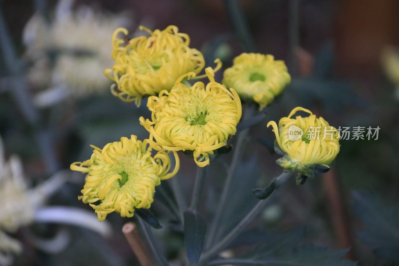 黄色菊花