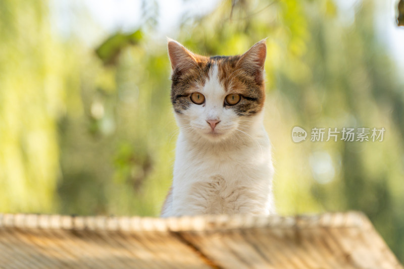 治愈系萌宠毛茸茸的三色猫