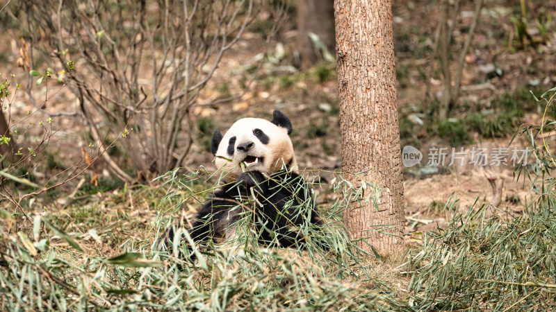 成都大熊猫繁育研究基地的大熊猫吃竹子