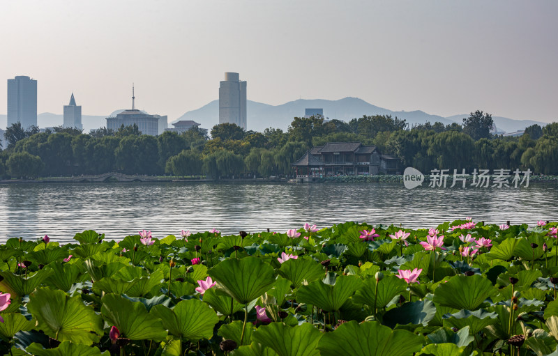 山东济南大明湖风景区夏日荷花景点景观