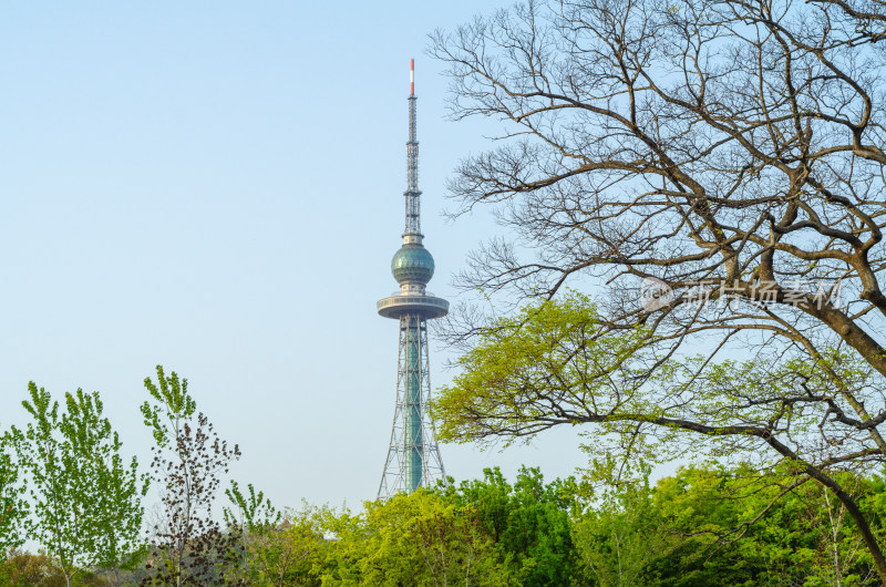 青岛中山公园的青草绿树和青岛电视塔