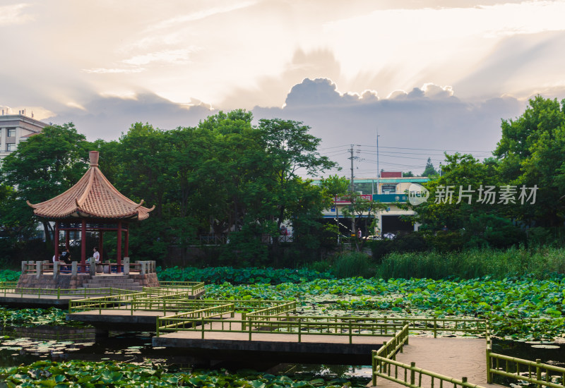 青岛中山公园的小西湖夏季黄昏风景