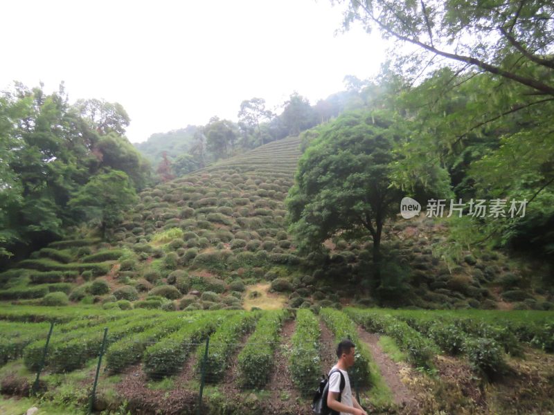 杭州九溪烟树景区