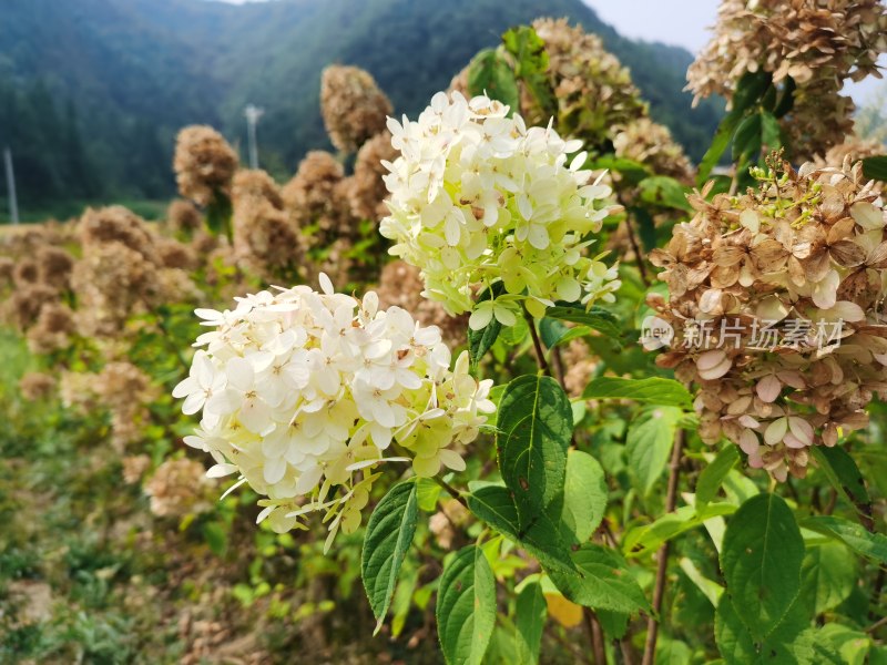 田野里的绣球花