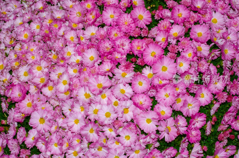 成片粉色雏菊花海景观