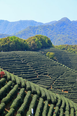 中国杭州龙坞春天里的茶园风光