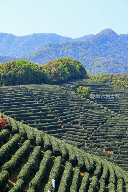 中国杭州龙坞春天里的茶园风光