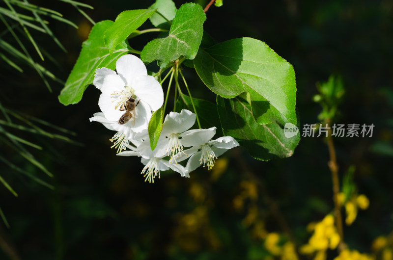 蜜蜂在海棠花从中采蜜