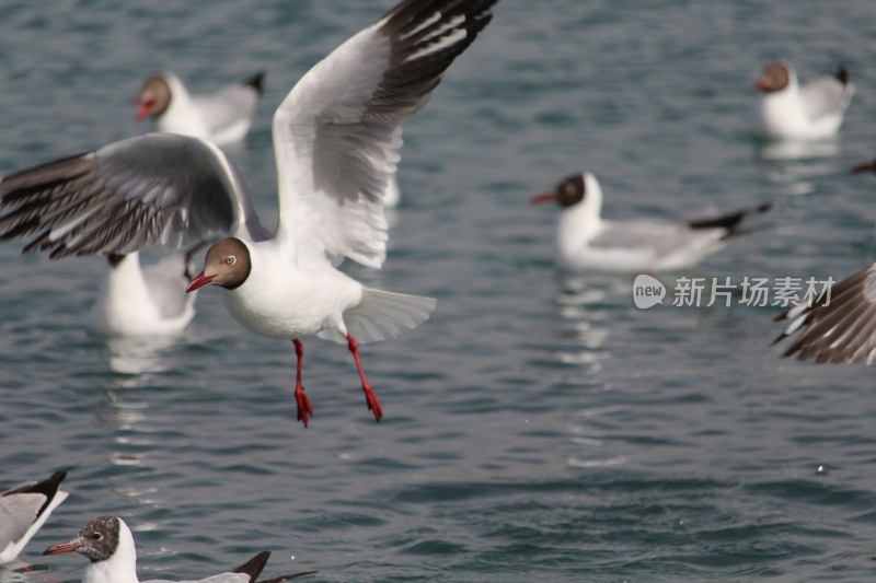 青海湖飞鸟