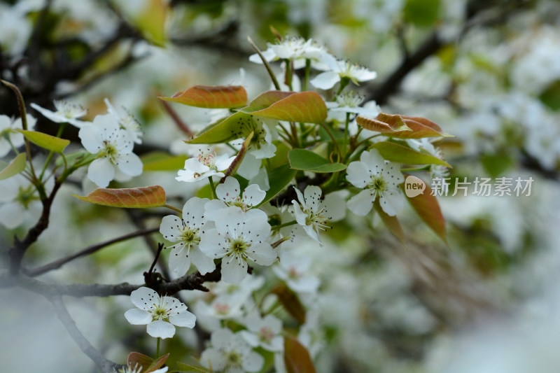 盛开的白色梨花