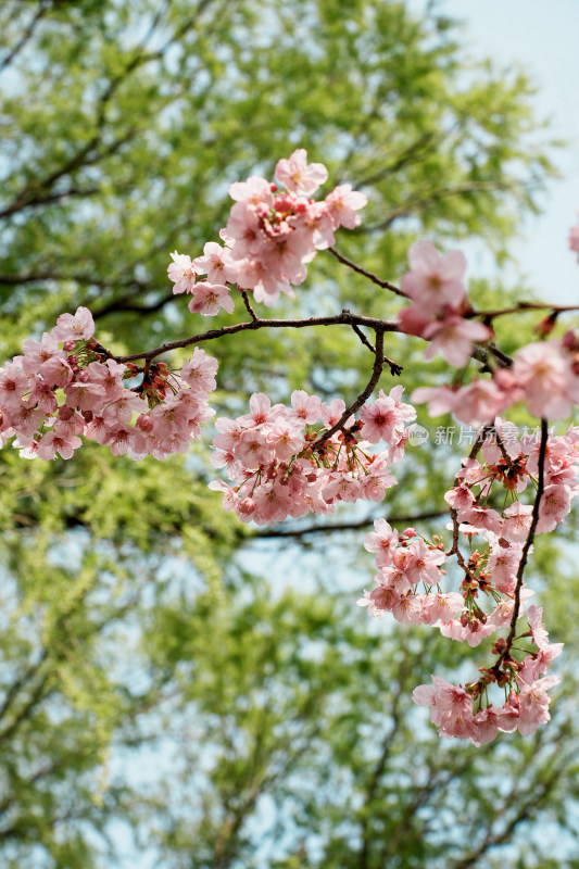 北京玉渊潭公园樱花节樱花