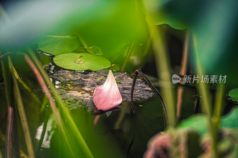 池塘荷花荷叶掉落的花瓣