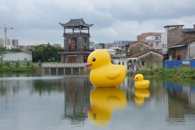 广东东莞：大黄鸭现身乡村池塘