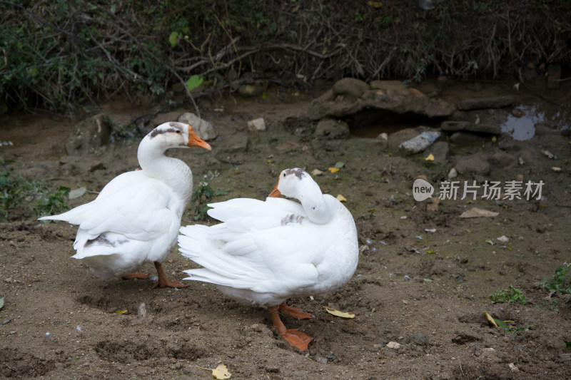 户外地面上的两只白鹅