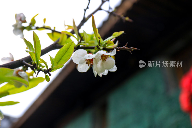 春日海棠花梅花