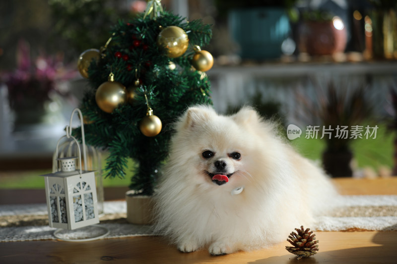 一只趴在桌上的白色博美犬和圣诞树