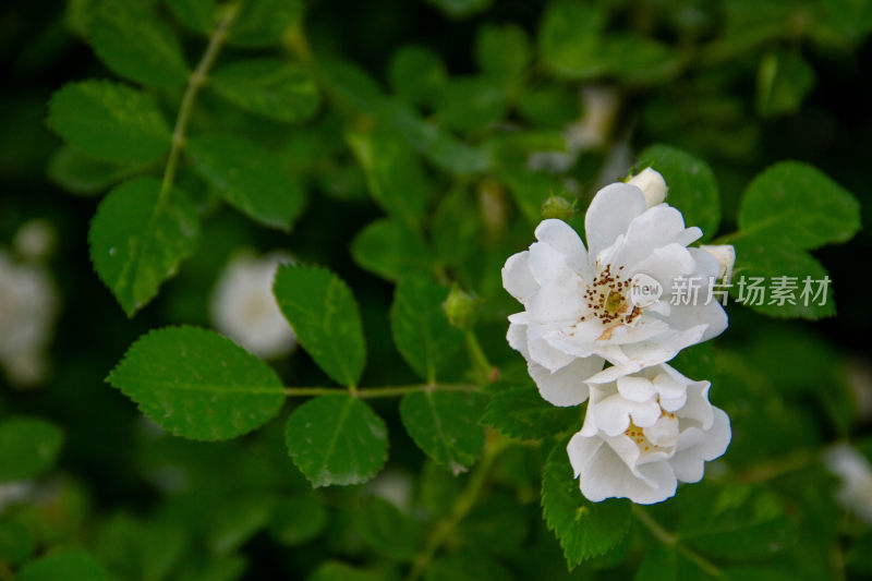 白玉堂特写小白花绿植