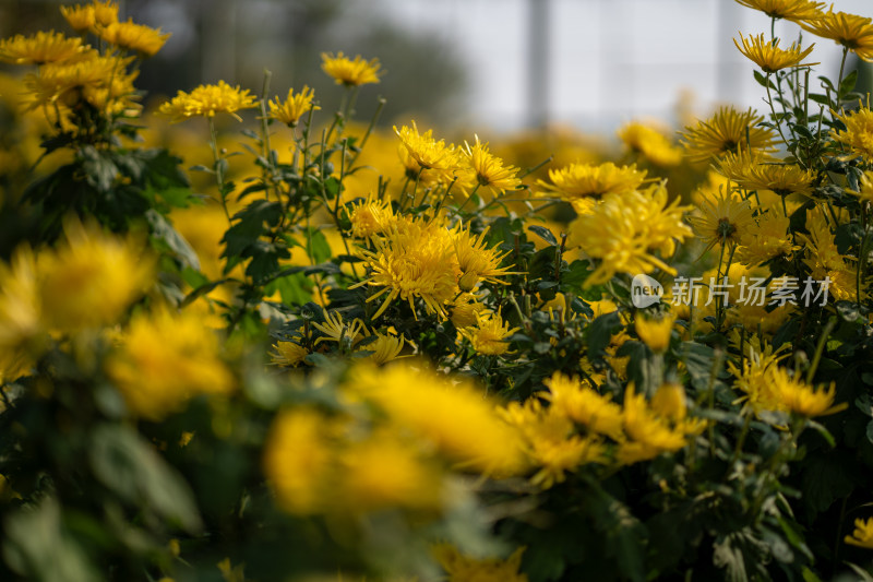 菊花茶科学大棚种植