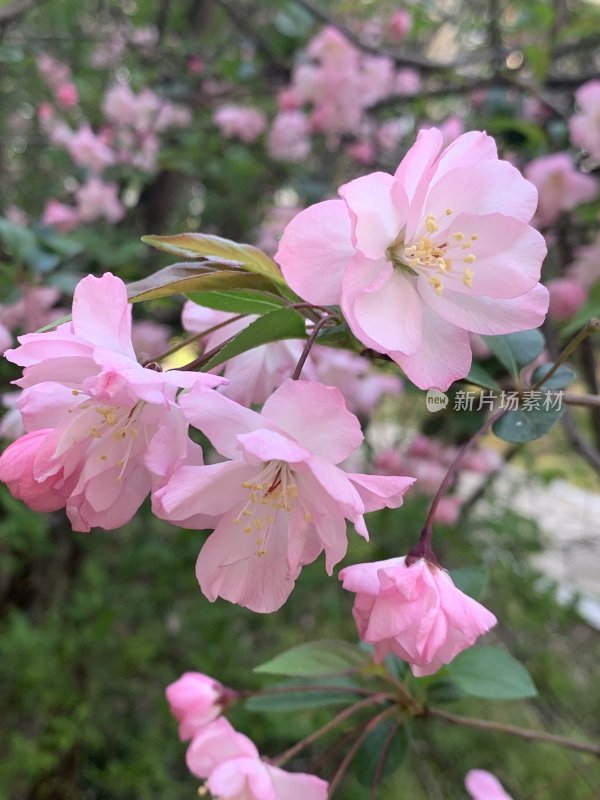 春日里盛开的海棠花