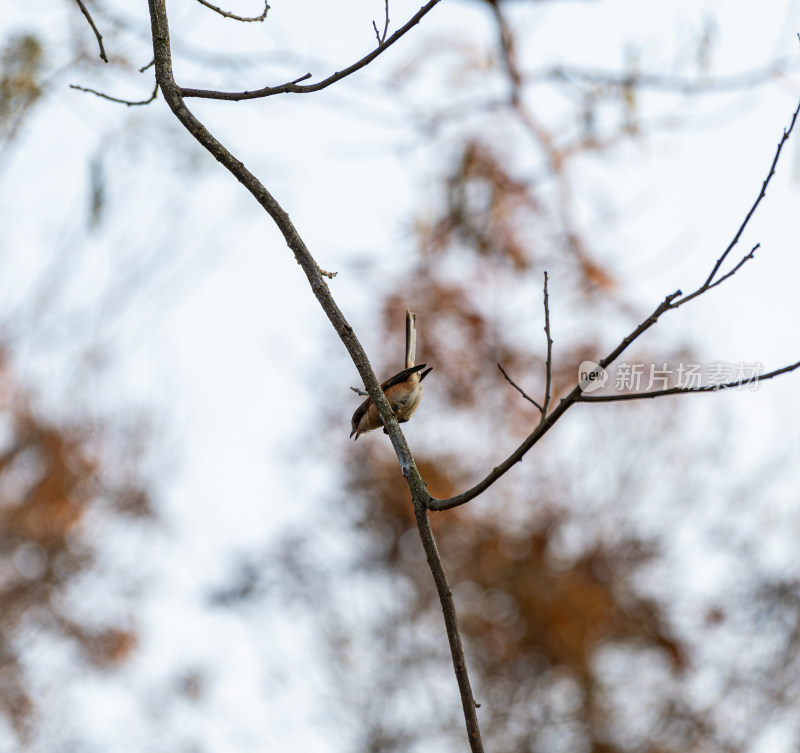 栖息在树枝上的麻雀