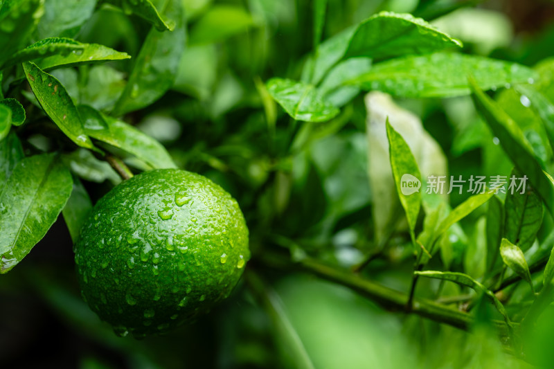 雨后果园里的青桔特写