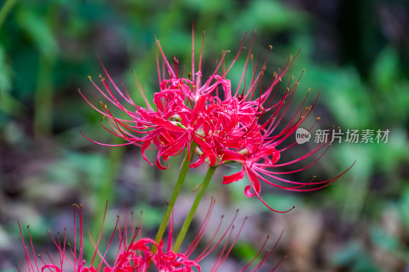 草丛中，盛开的彼岸花特写