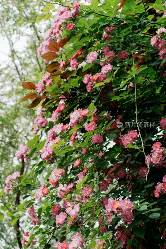 北京国家植物园蔷薇