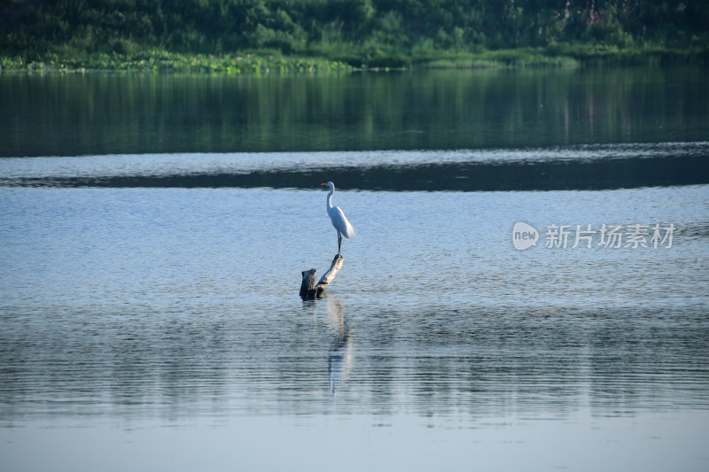 白鹭立于湖面木头上