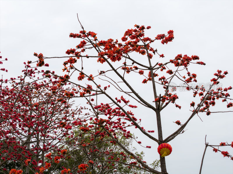 红色的木棉花